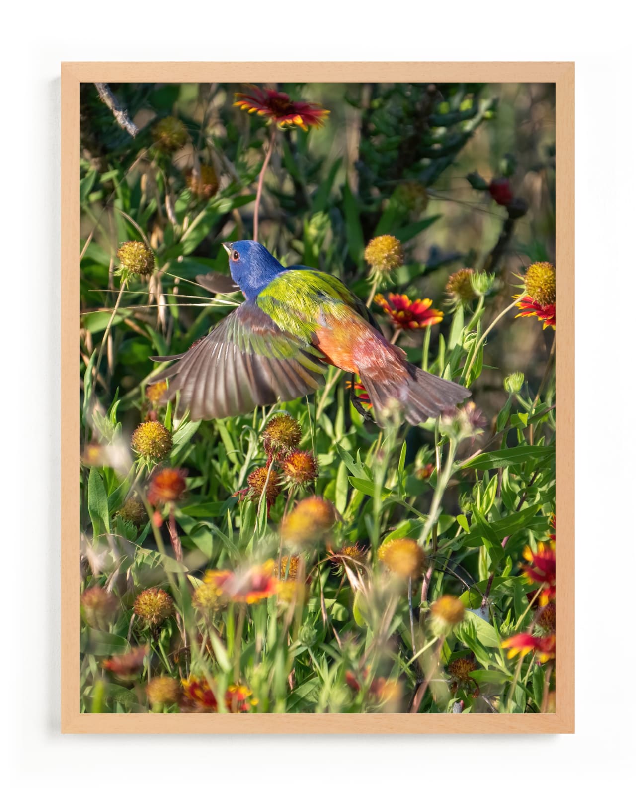 "Painted Bunting : The Light In This Moment" - Limited Edition Art Print by Aaric Eisenstein in beautiful frame options and a variety of sizes.