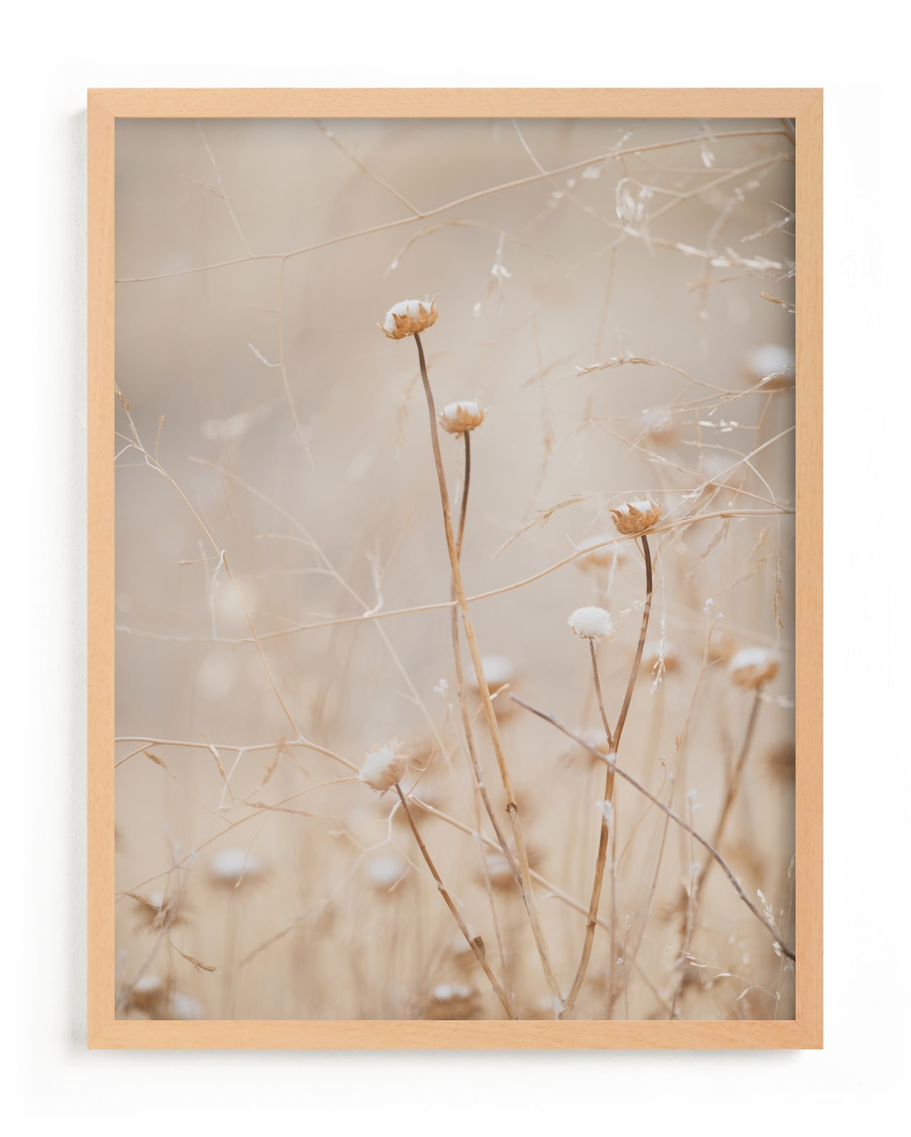 winter thistle no.1