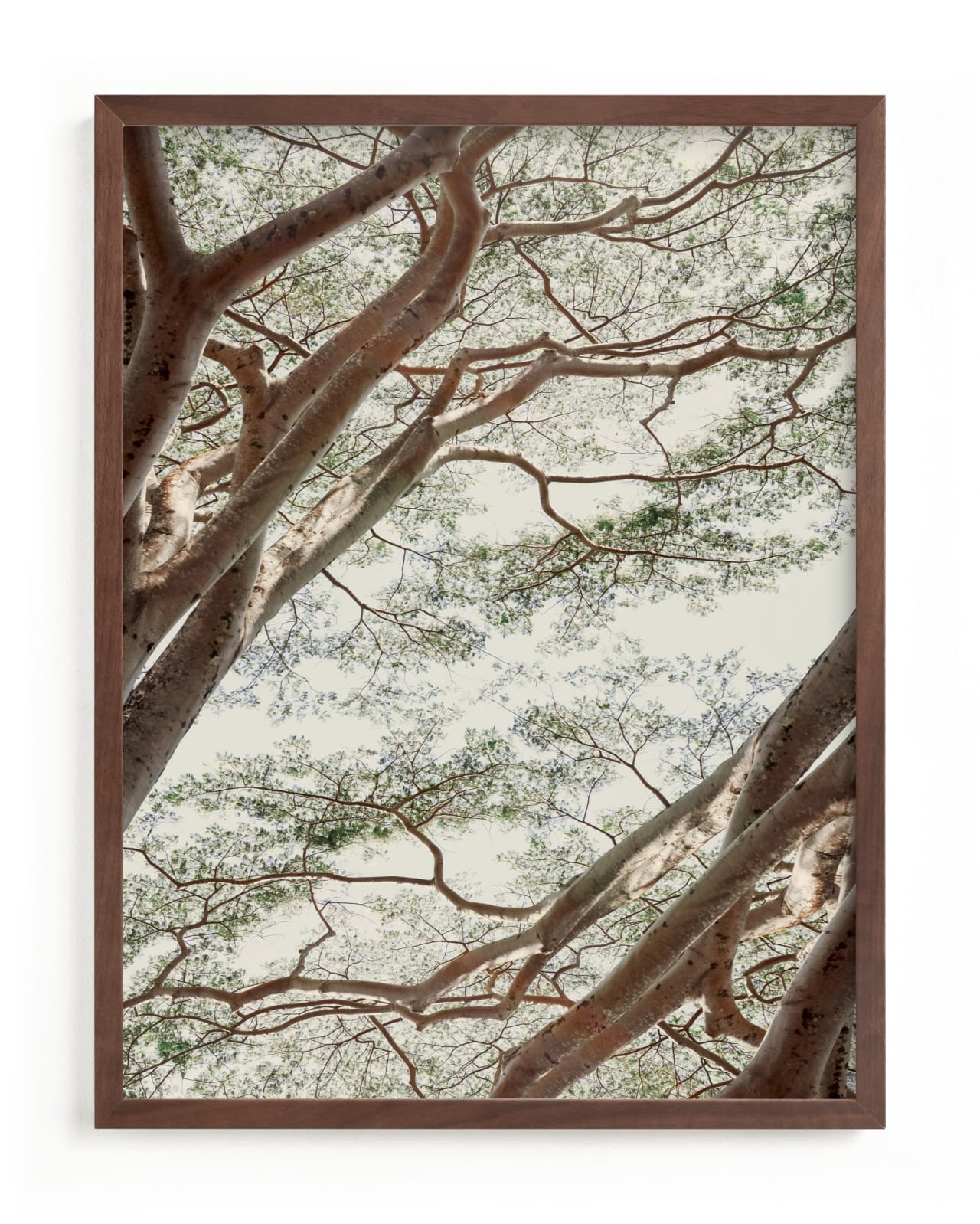 "Tapestry I" - Limited Edition Art Print by Alicia Abla in beautiful frame options and a variety of sizes.