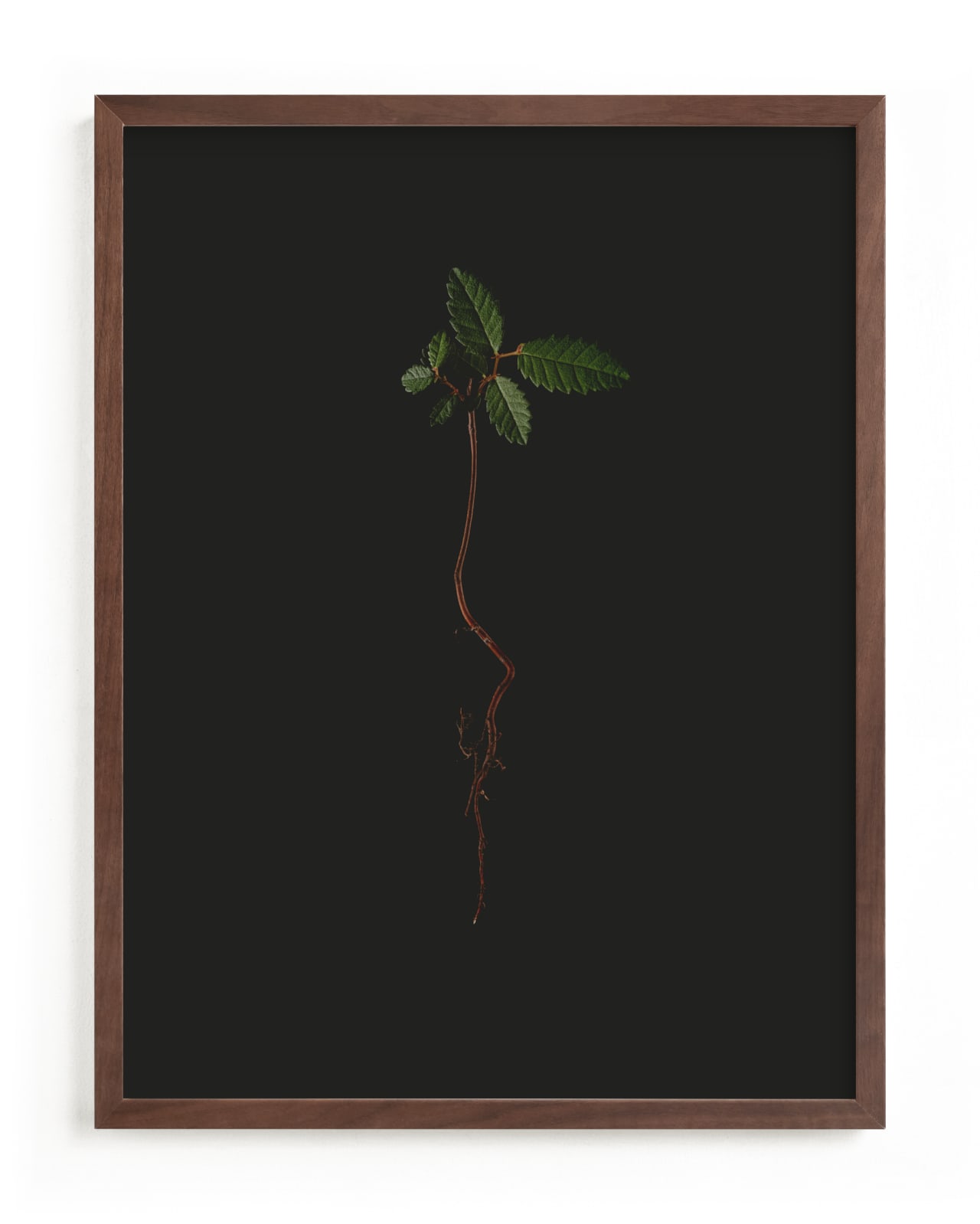 "Seedling Elm I" - Limited Edition Art Print by Andrew McClintock in beautiful frame options and a variety of sizes.