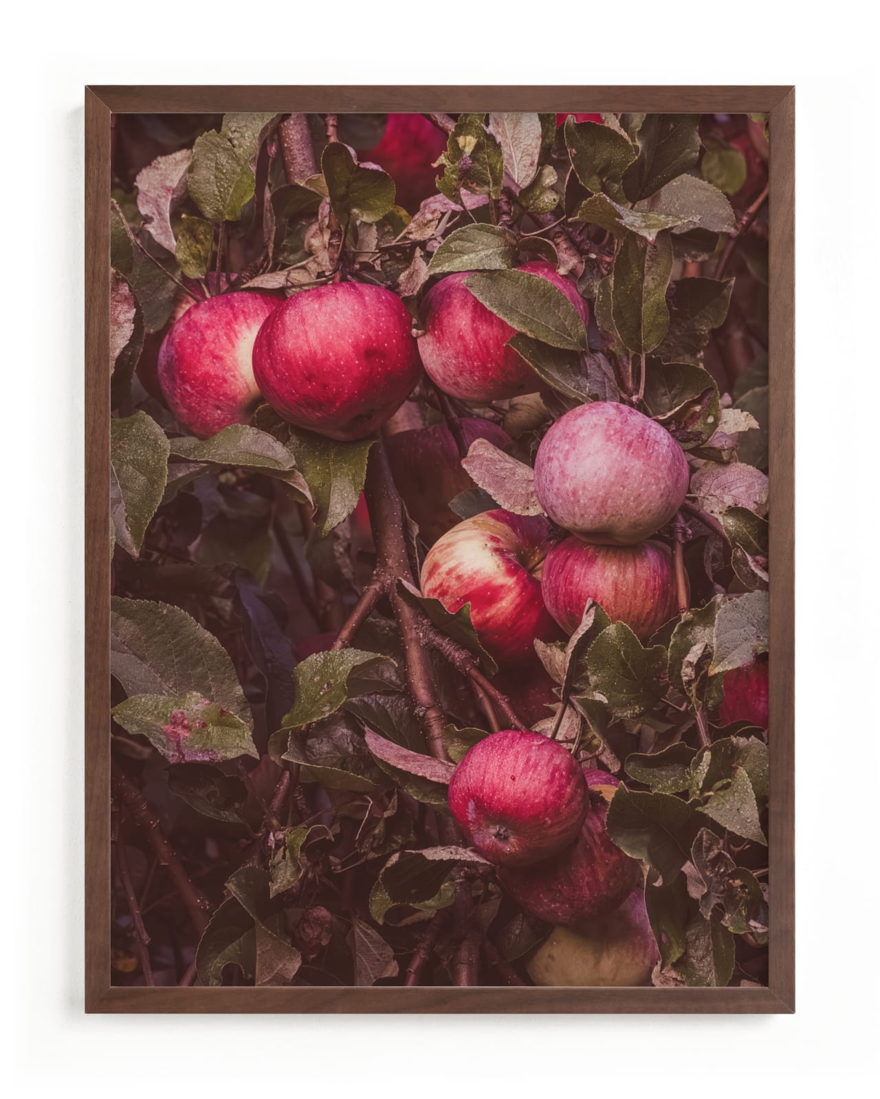 "Apple Season" - Limited Edition Art Print by Justine Bicknell in beautiful frame options and a variety of sizes.