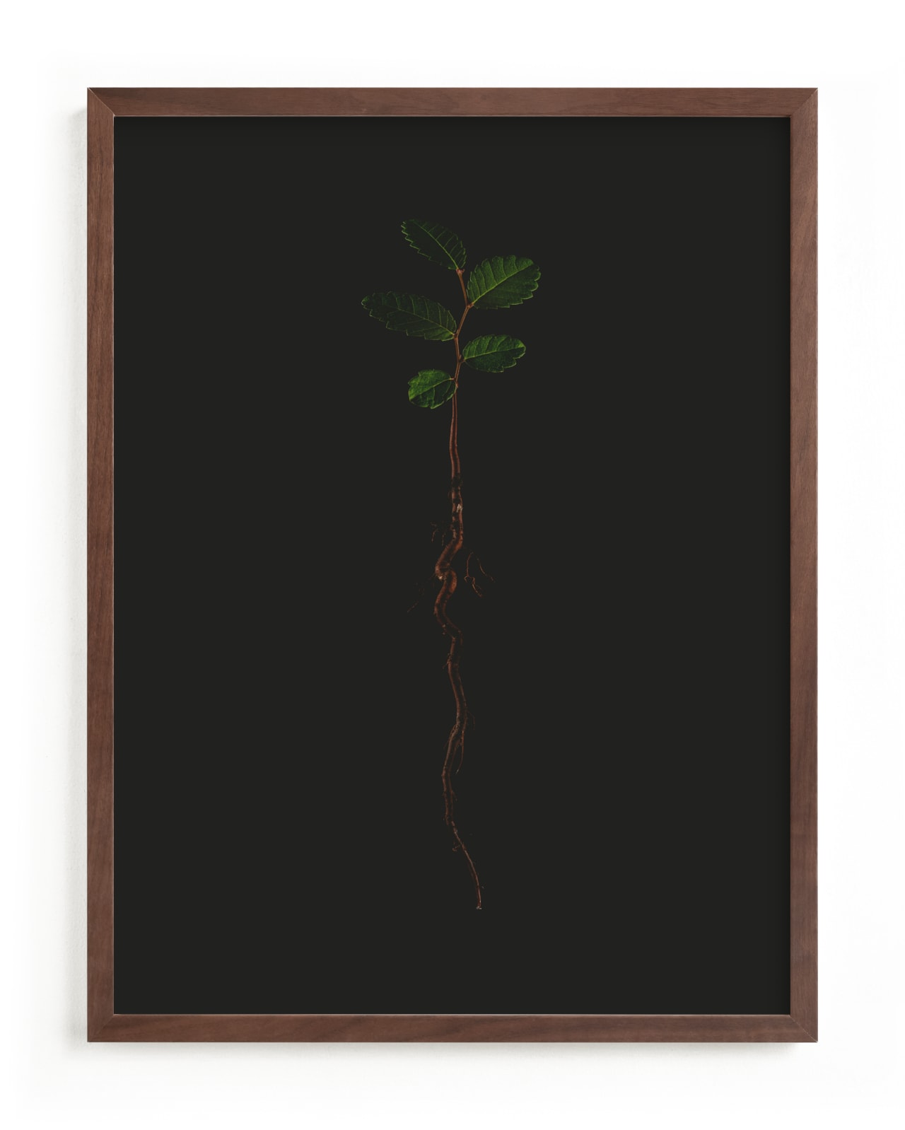 "Seedling Elm II" - Limited Edition Art Print by Andrew McClintock in beautiful frame options and a variety of sizes.
