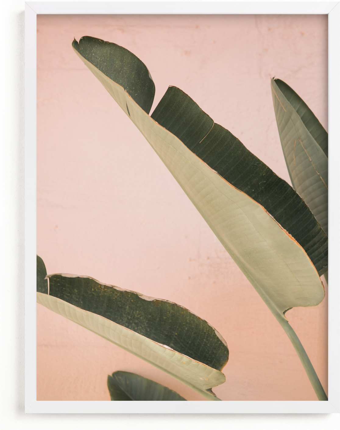 This is a pink art by ARIANE MOSHAYEDI called Pink Banana Leaves.