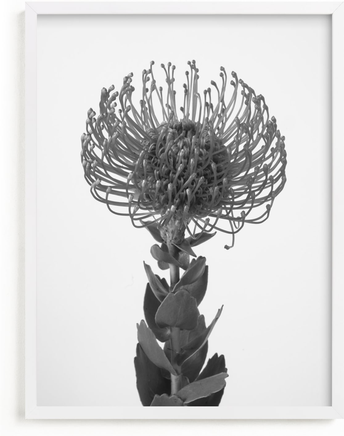This is a black and white art by Kamala Nahas called Protea I.