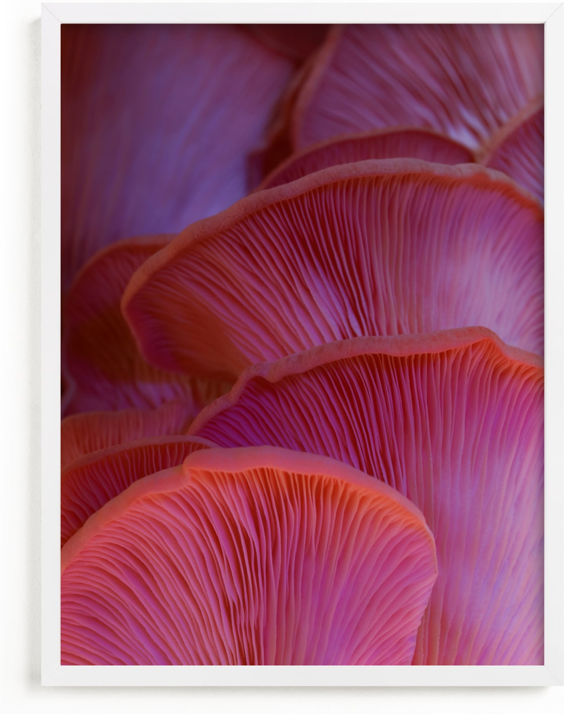 This is a purple, pink, orange art by Elena Kulikova called Pink Oyster Mushrooms.