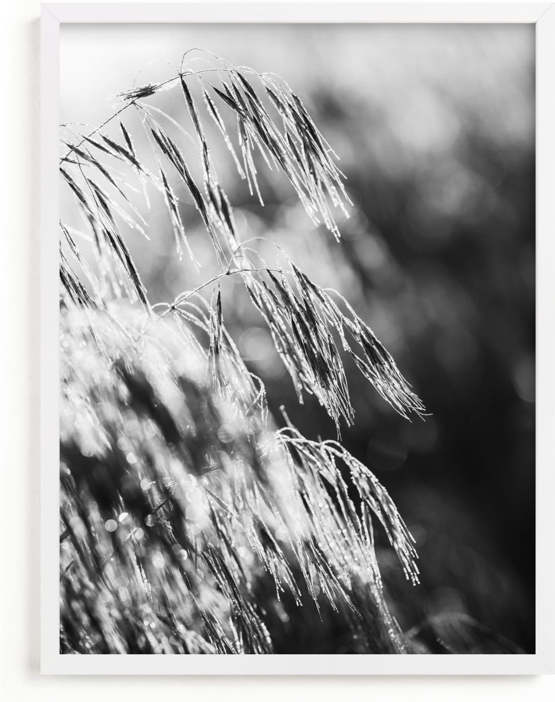 This is a black and white art by Magdalena Kucova called Dancing grass II.