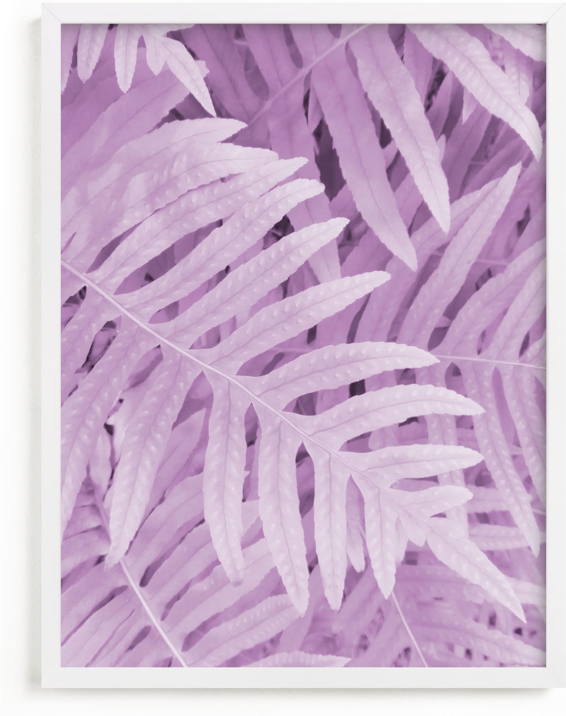This is a purple art by EMANUELA CARRATONI called Pink Ferns.