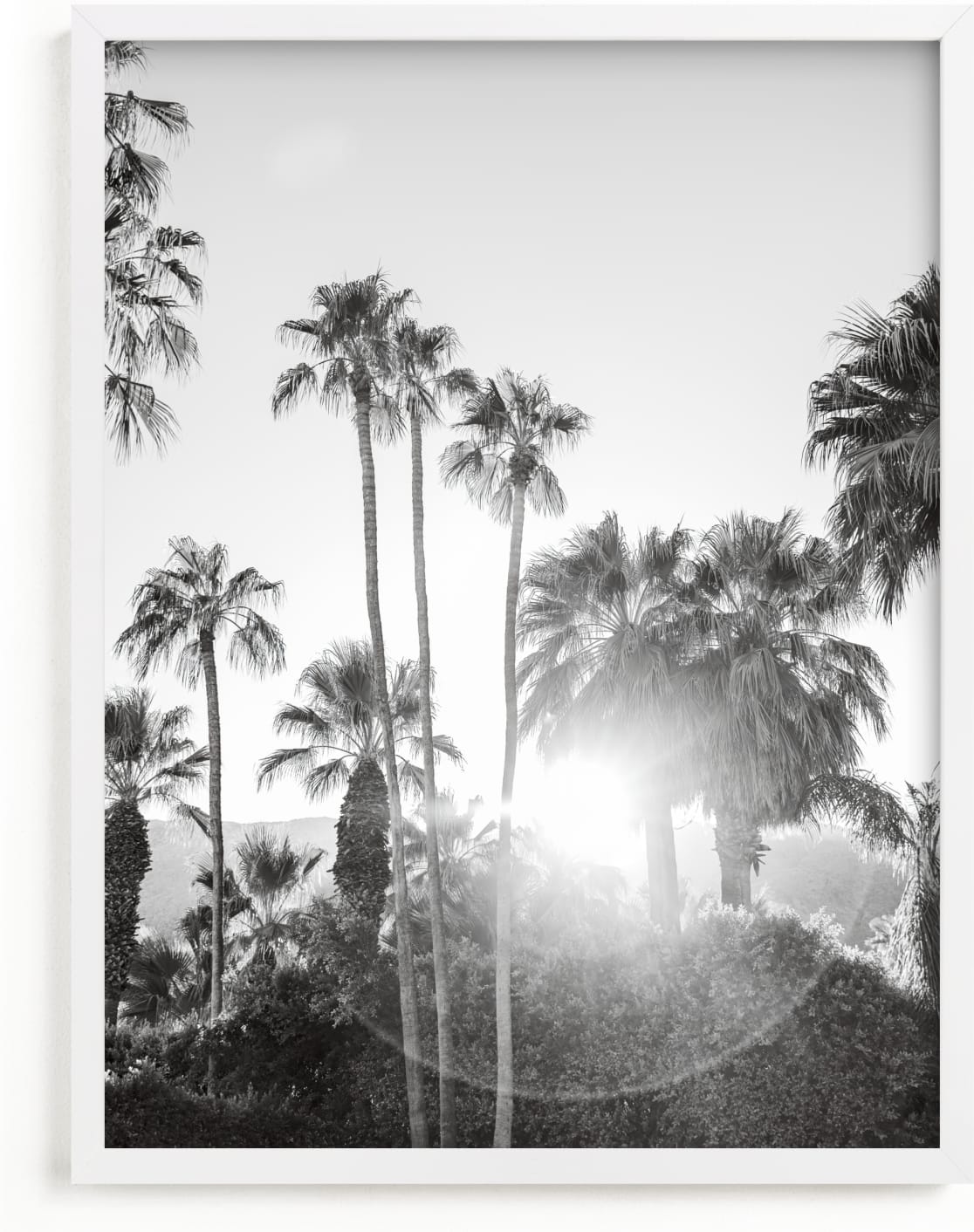 This is a black and white art by Jamie Lollback called Sunflare Palms.