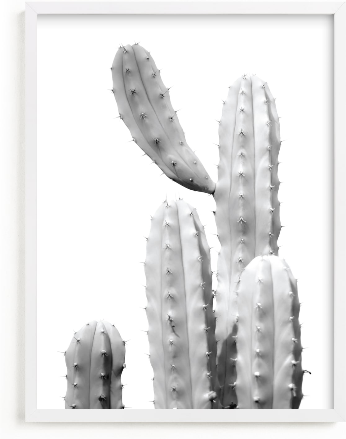 This is a black and white art by Lisa Sundin called Moorten Cactus Study 1.