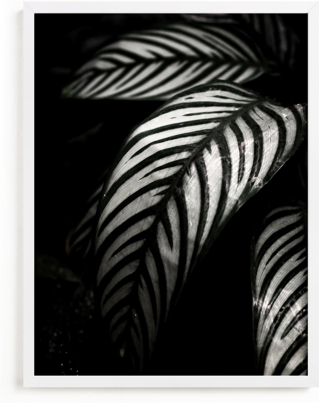 This is a black and white kids wall art by Kaitie Bryant called Botanical Study #10.