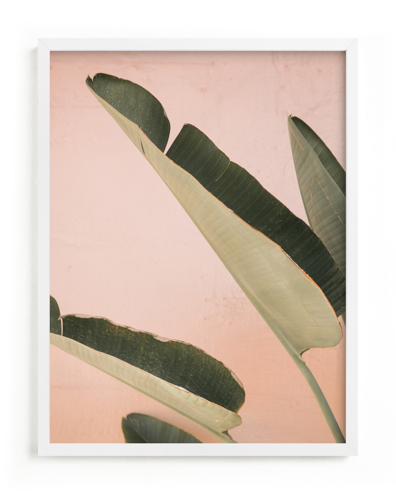 "Pink Banana Leaves" - Limited Edition Art Print by ARIANE MOSHAYEDI in beautiful frame options and a variety of sizes.