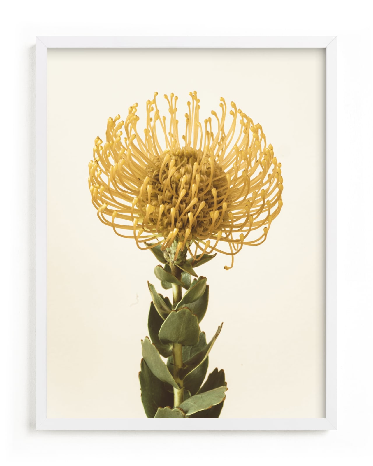 "Protea I" - Limited Edition Art Print by Kamala Nahas in beautiful frame options and a variety of sizes.