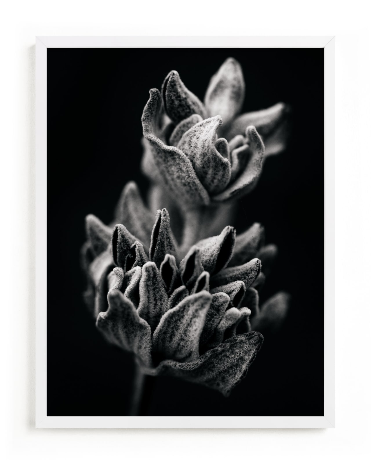"Wild Sage in Black & White I" - Limited Edition Art Print by Kamala Nahas in beautiful frame options and a variety of sizes.