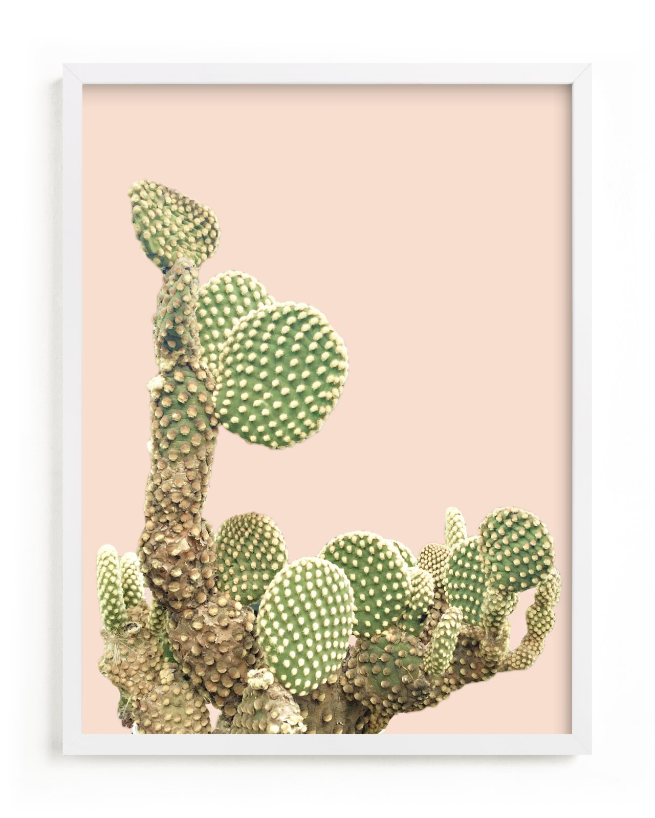 "cactus coins" - Open Edition Fine Art Print by Baumbirdy in beautiful frame options and a variety of sizes.