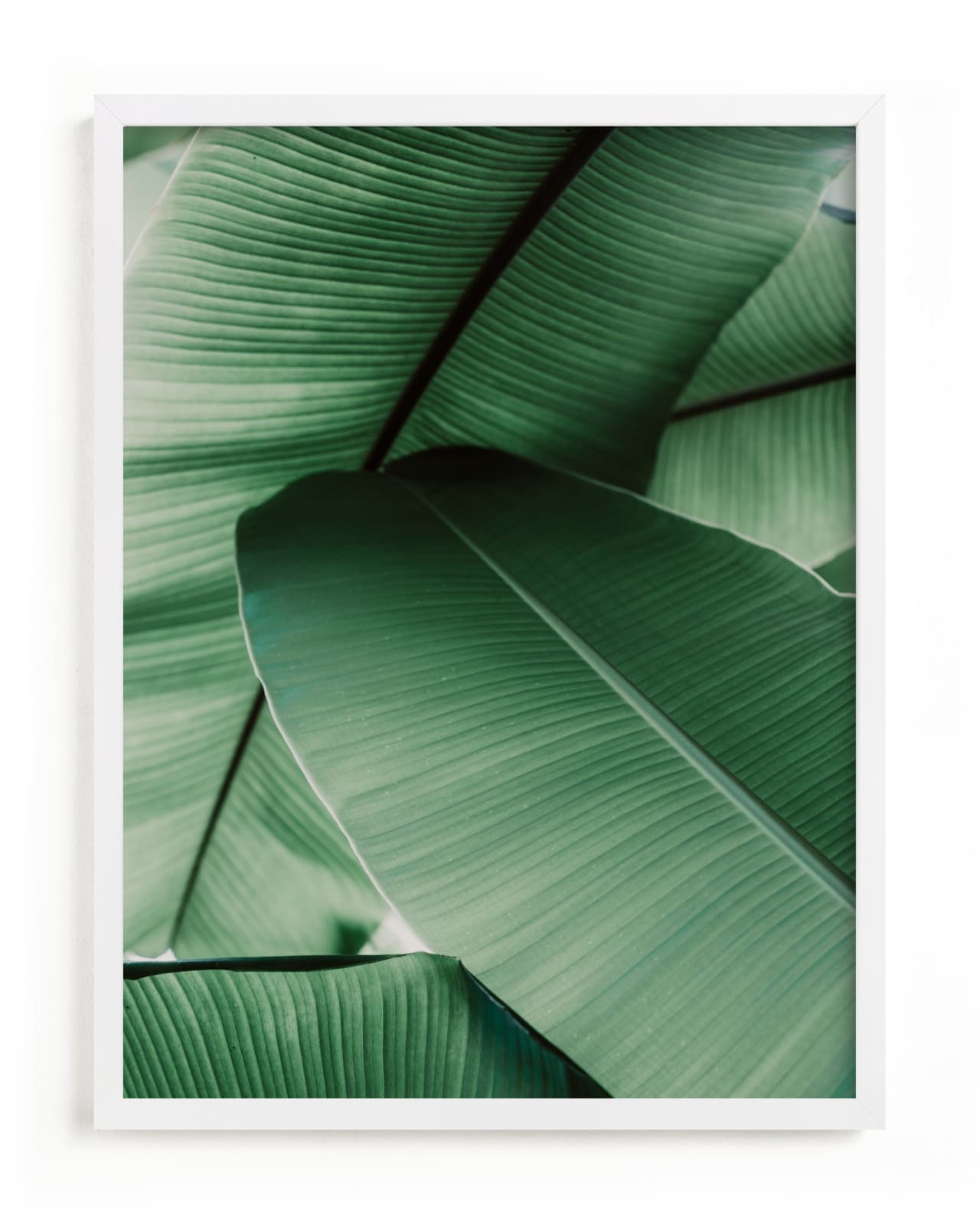 "Tropical Leaves" - Open Edition Fine Art Print by Alicia Abla in beautiful frame options and a variety of sizes.