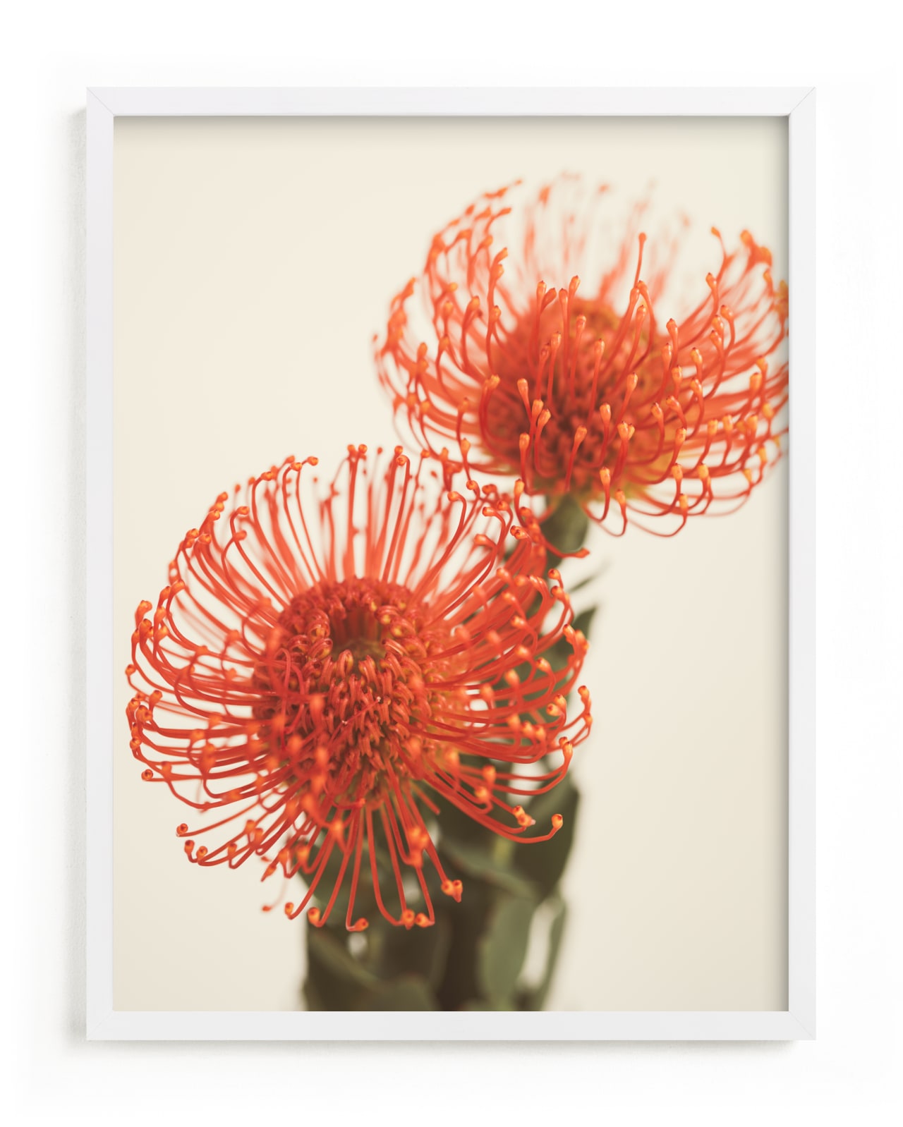 "Protea 2" by Kamala Nahas in beautiful frame options and a variety of sizes.