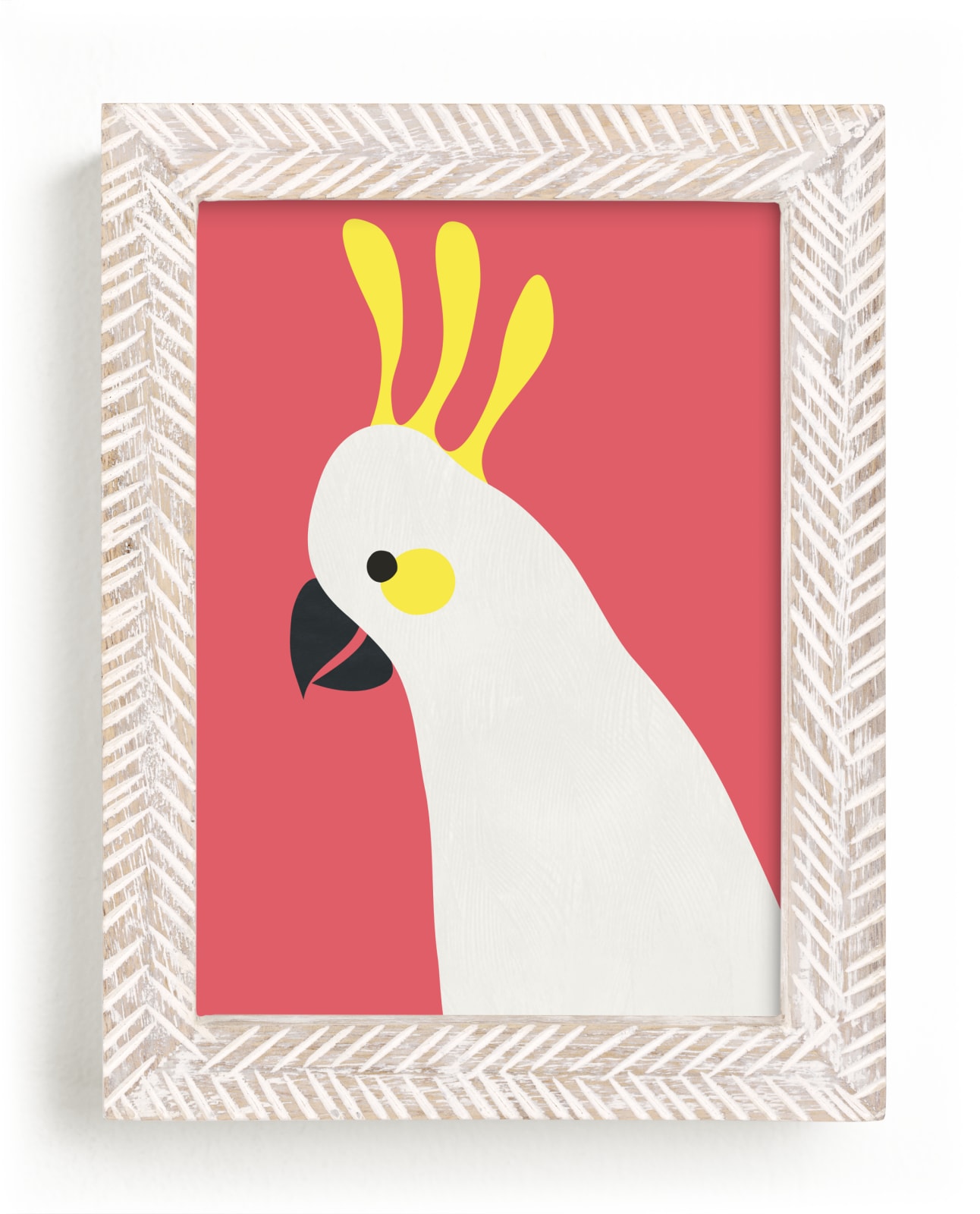 Hello Cocky! 
