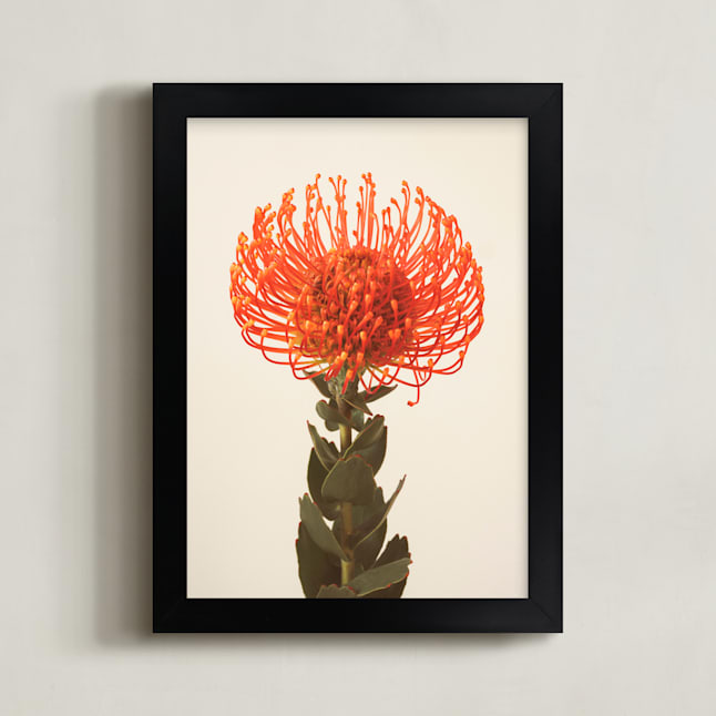 Protea I Fine Art Prints by Kamala Nahas Minted