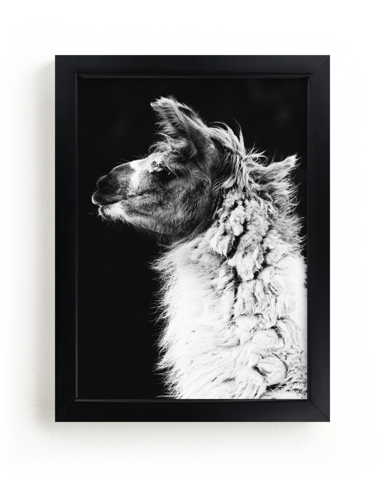 "Kai" - Limited Edition Art Print by Amy Carroll in beautiful frame options and a variety of sizes.