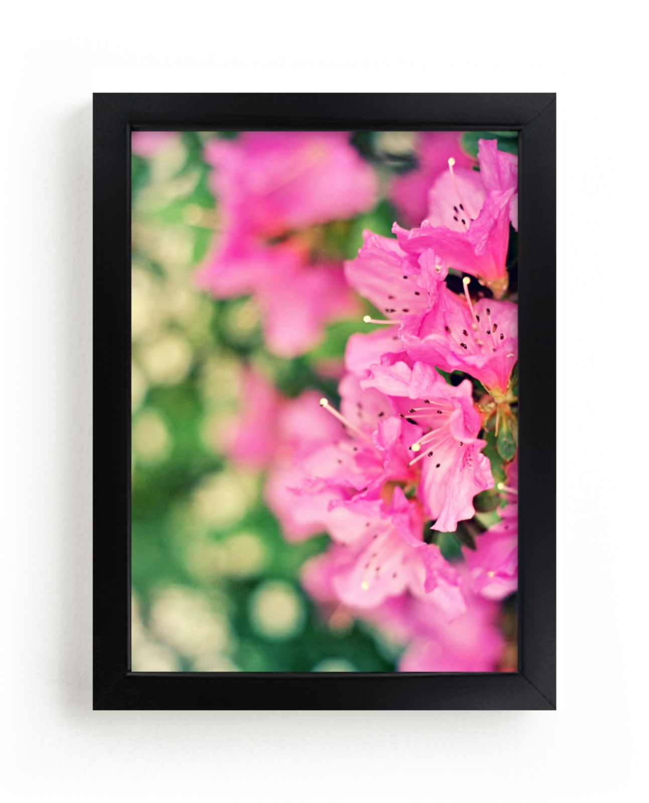 "Azaleas" - Art Print by Catherine Culvenor in beautiful frame options and a variety of sizes.