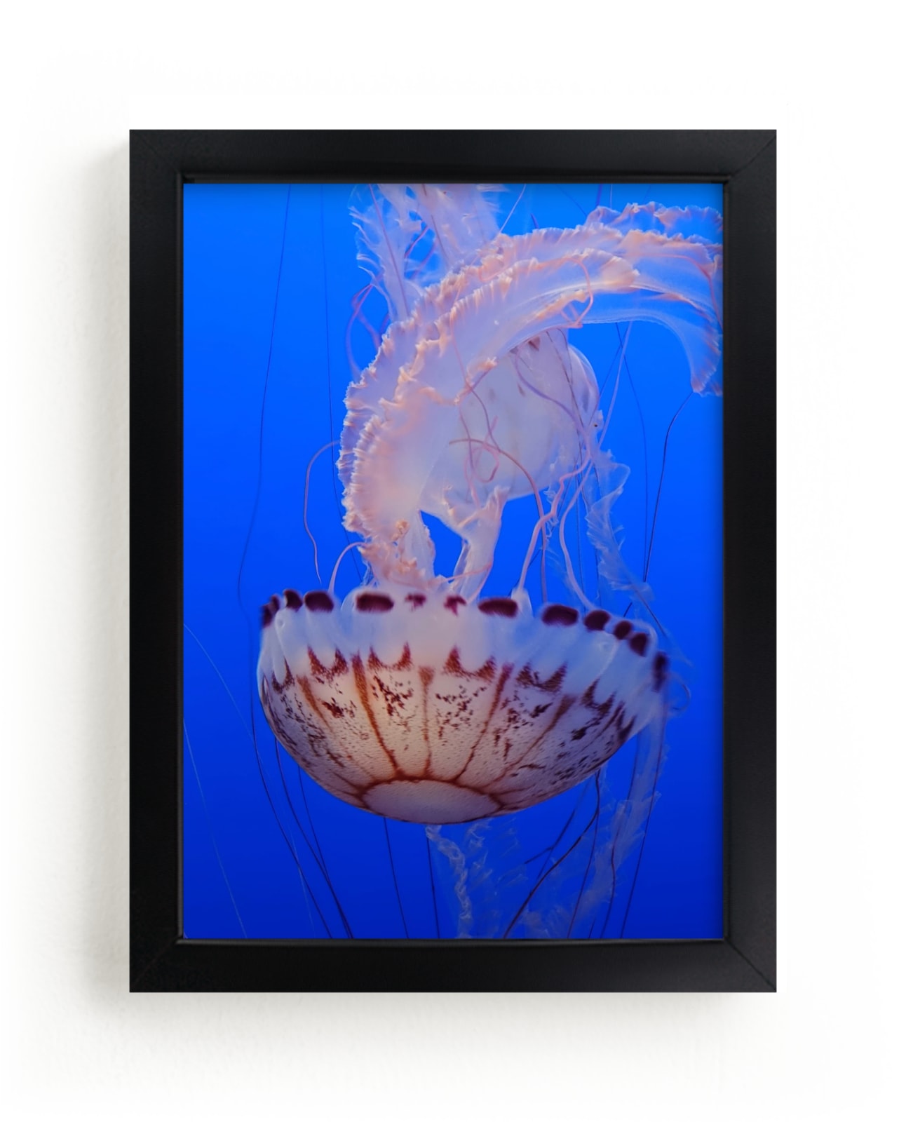 "Jelly 2" - Art Print by Jan Kessel in beautiful frame options and a variety of sizes.