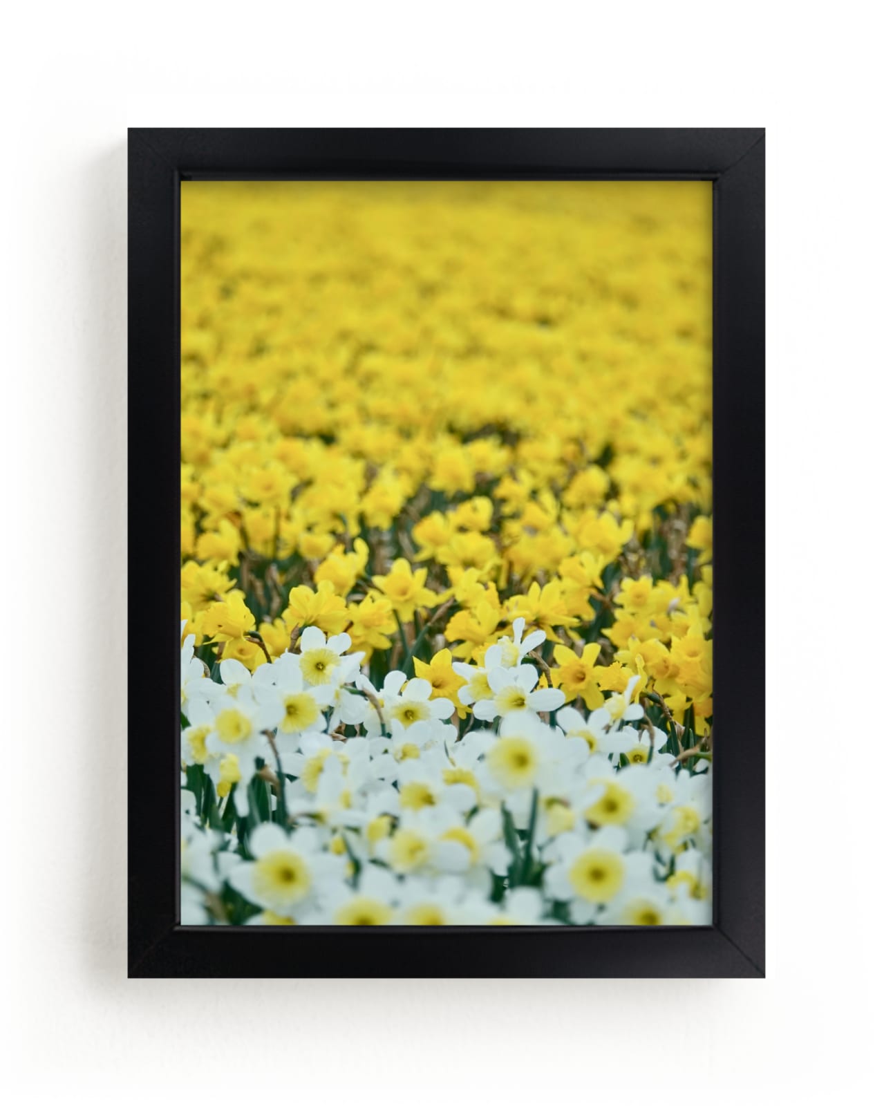 "Daffs 4" by Jan Kessel in beautiful frame options and a variety of sizes.