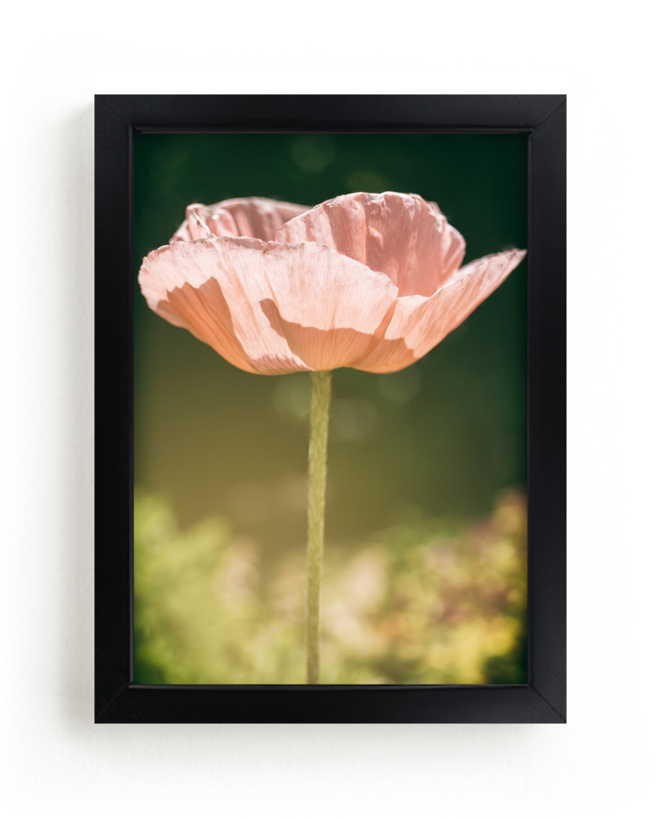 "Poppy Lit by the Sun" by Alexis Arnold in beautiful frame options and a variety of sizes.