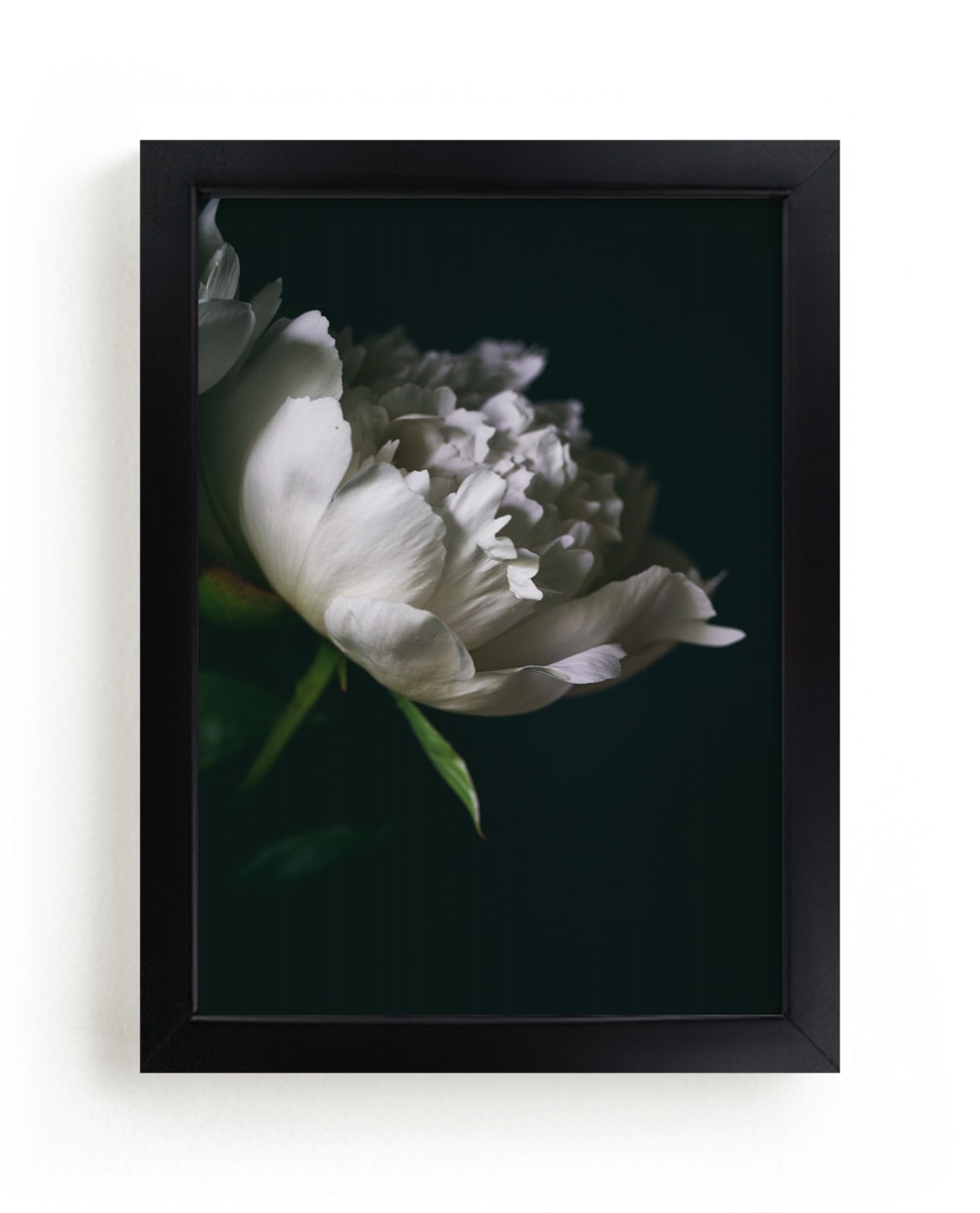 "Single Vintage Peony" by Alexis Arnold in beautiful frame options and a variety of sizes.