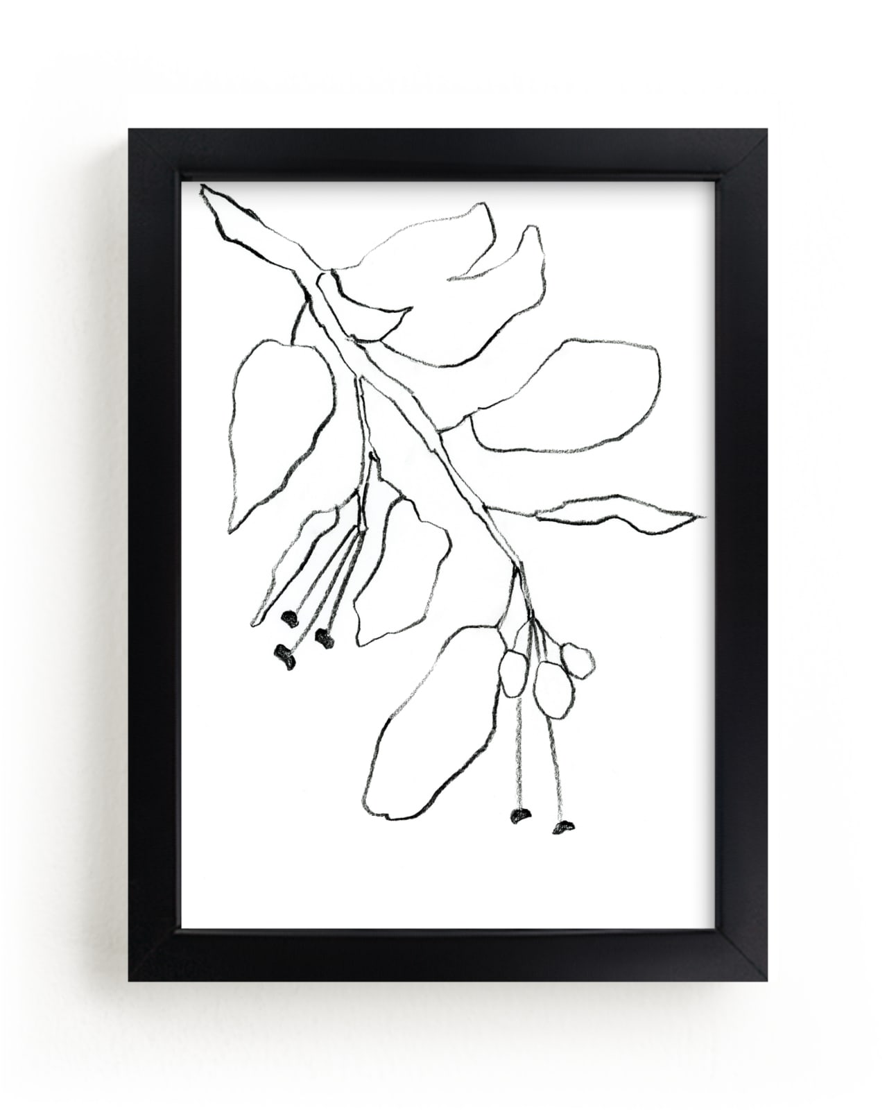 Citrus Tree Branch