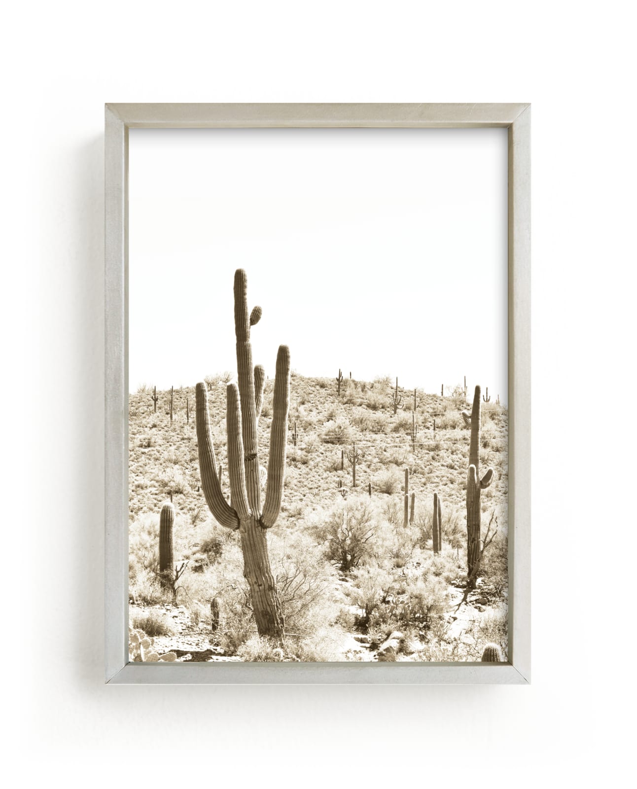 Desert Cacti II