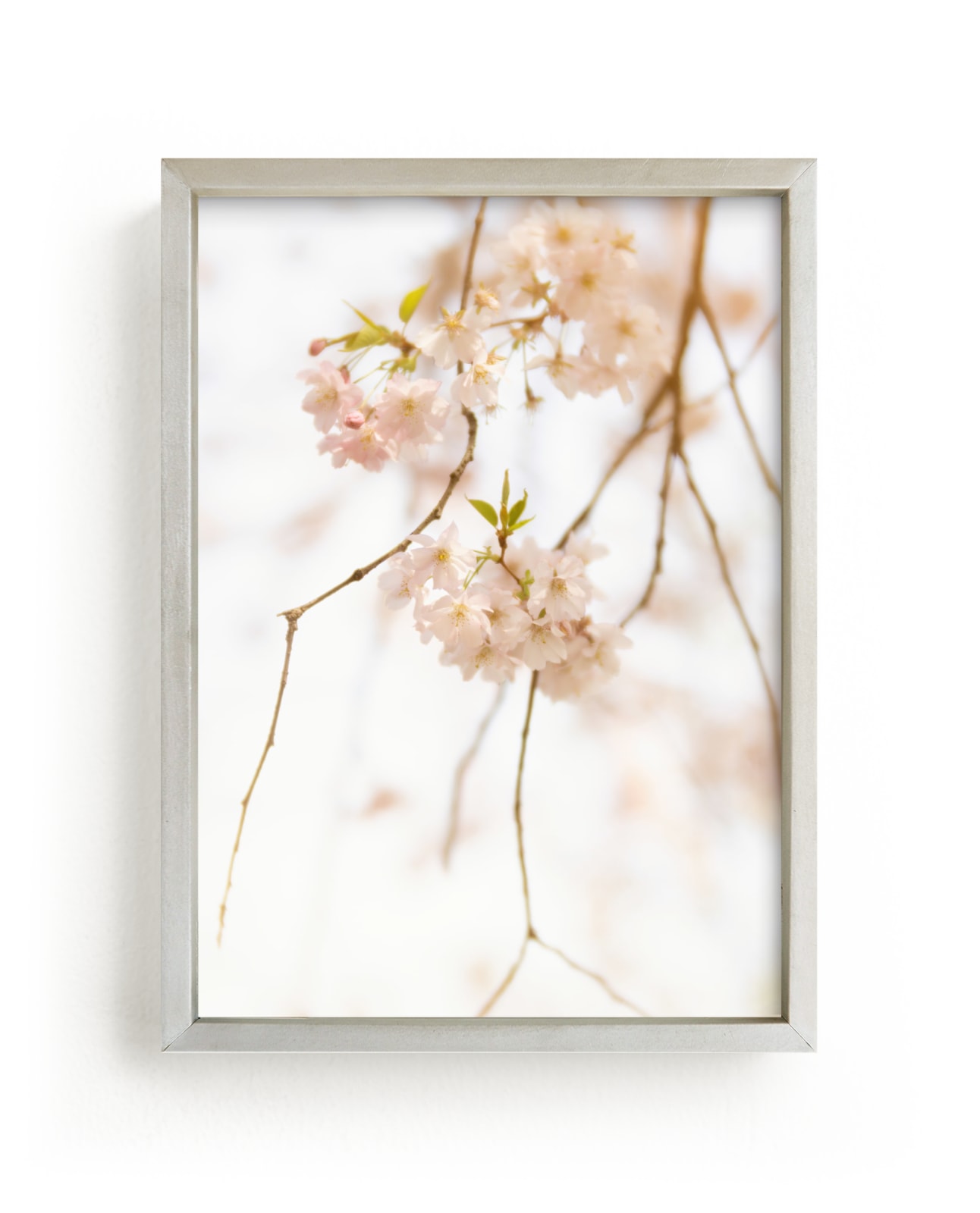 "Spring Cherry Blooms, No. 1" by Jacquelyn Sloane Siklos in beautiful frame options and a variety of sizes.