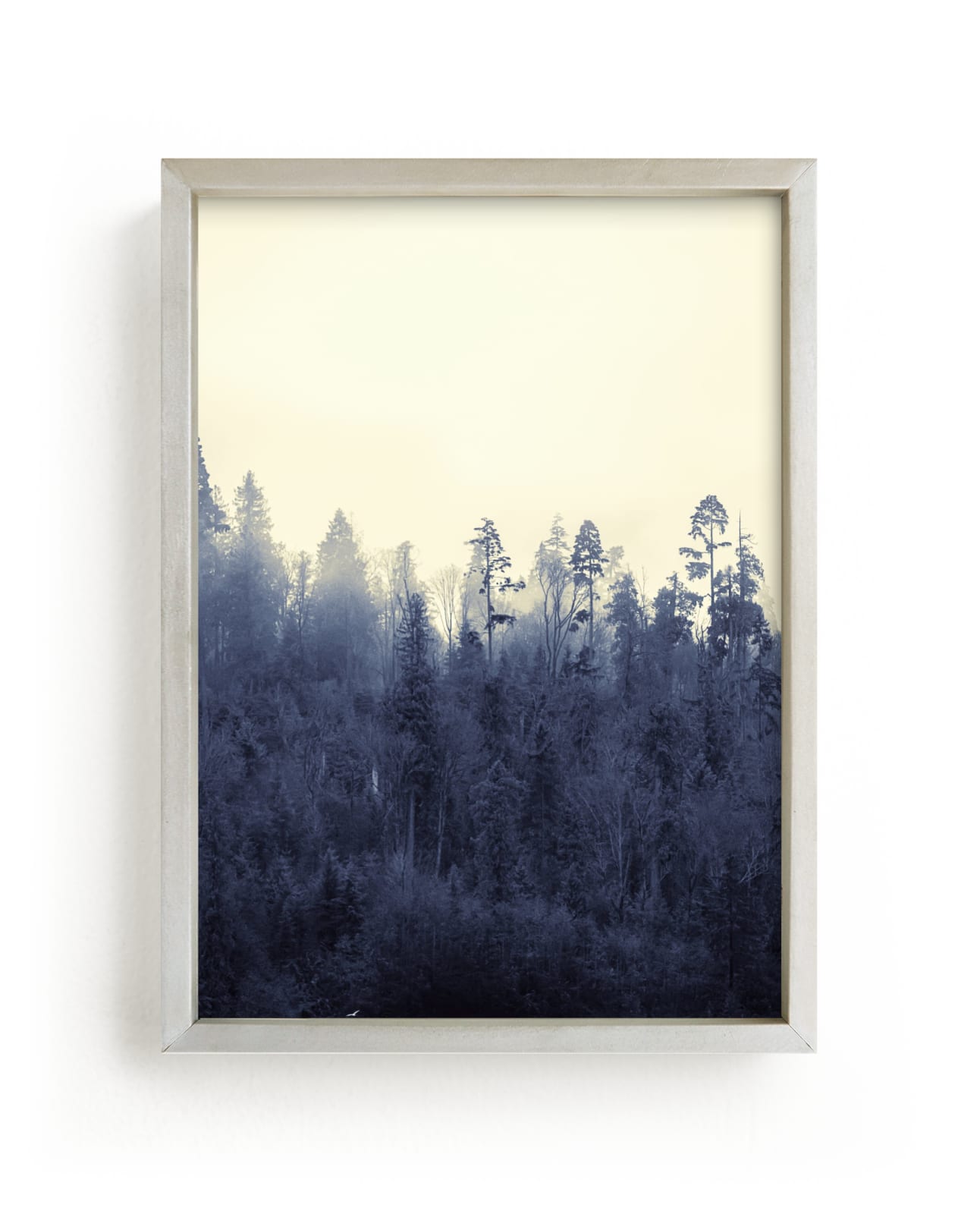Treeline 1, Coastal Fog