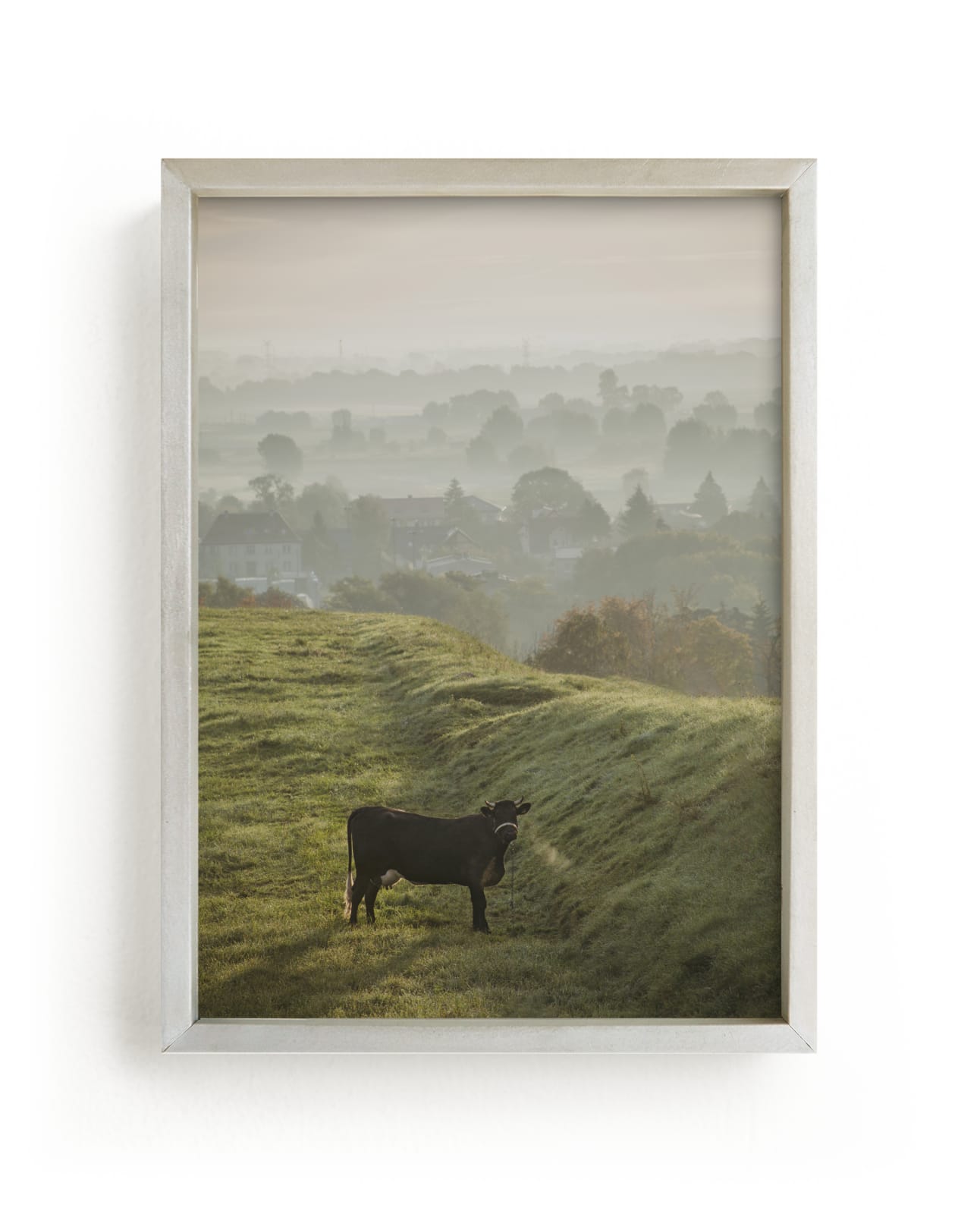 "Holy Cow II" by Lying on the grass in beautiful frame options and a variety of sizes.