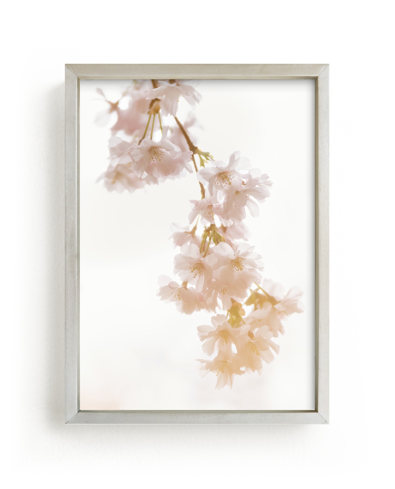 "Spring Cherry Bloom No. 2" by Jacquelyn Sloane Siklos in beautiful frame options and a variety of sizes.