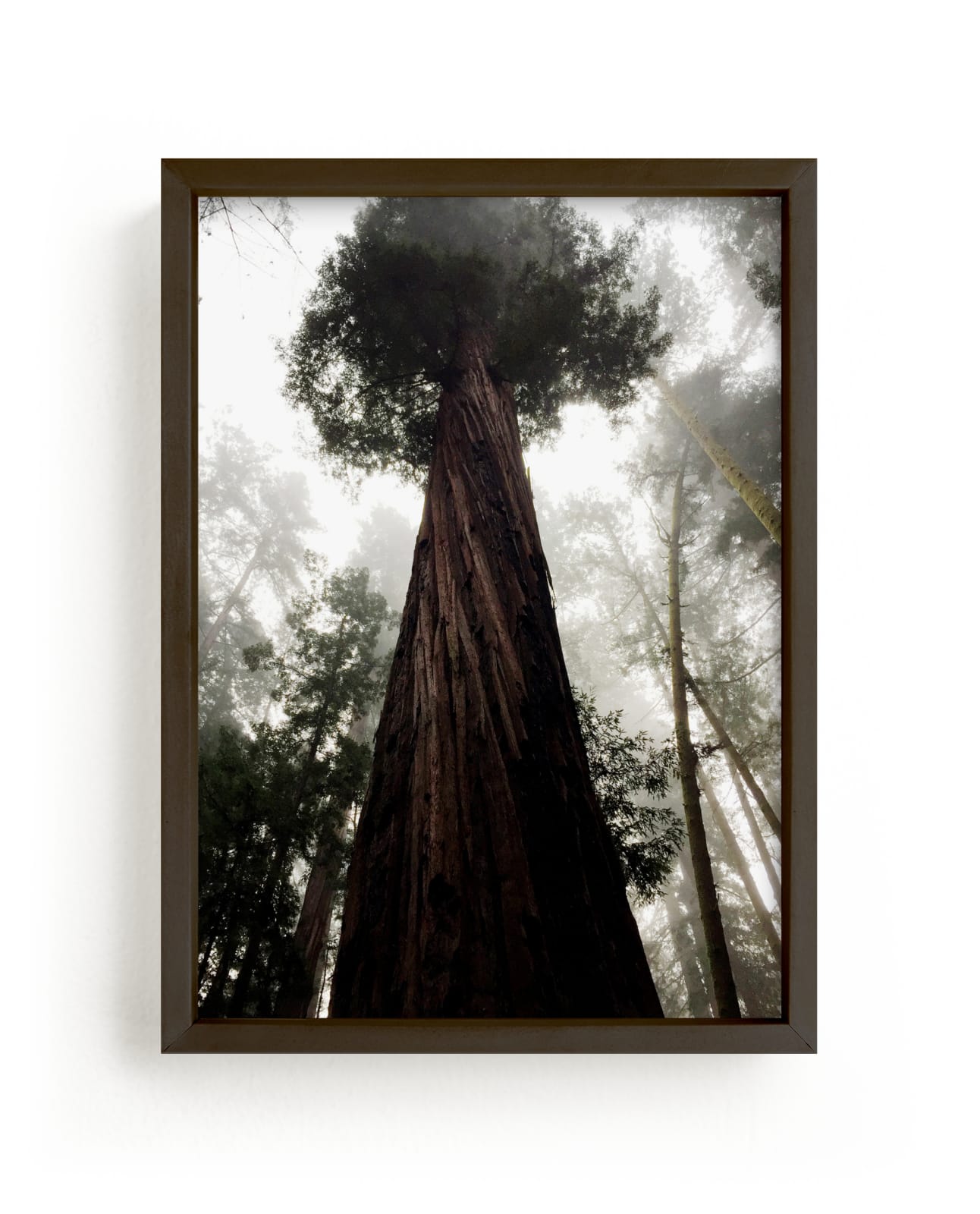 "Fairy Tale Redwood" by Lauren Manas in beautiful frame options and a variety of sizes.