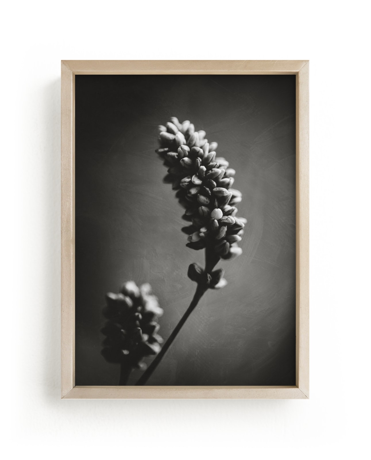 "Wild Grass Study by Stacy Kron" by Stacy Kron in beautiful frame options and a variety of sizes.