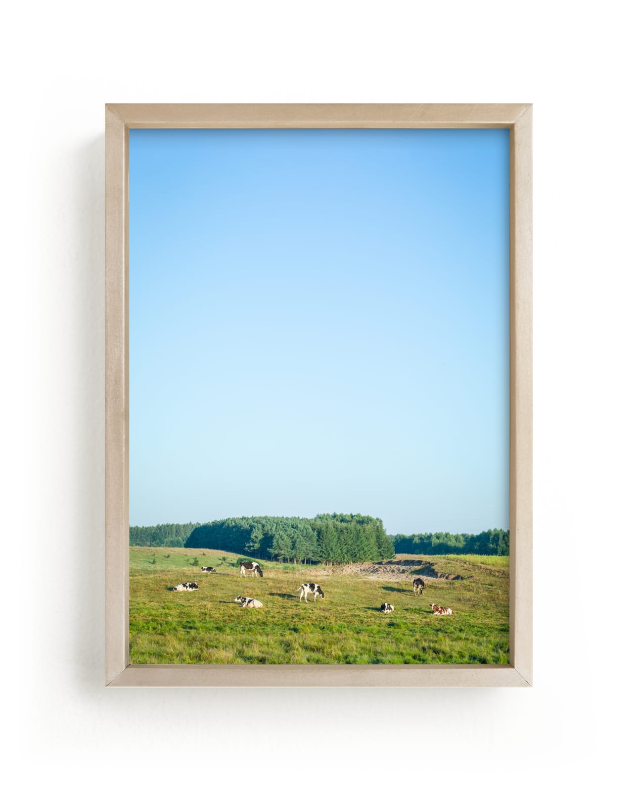 "Pasture of cows" by Lying on the grass in beautiful frame options and a variety of sizes.