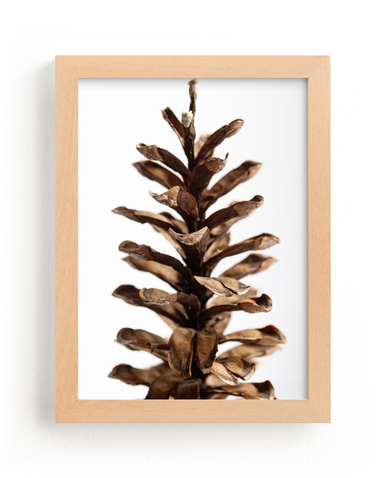 "Pine Cone Tall" by Alexis Arnold in beautiful frame options and a variety of sizes.