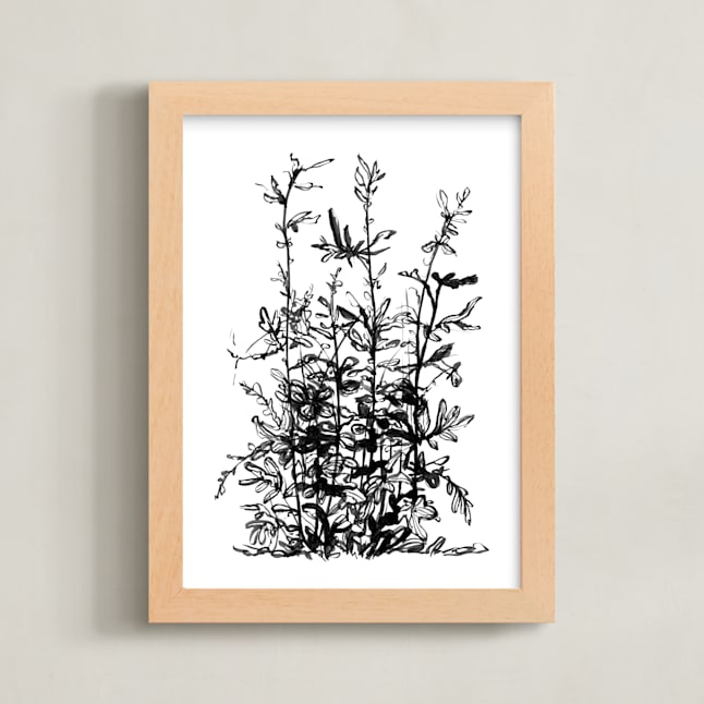 Silverlace Fern