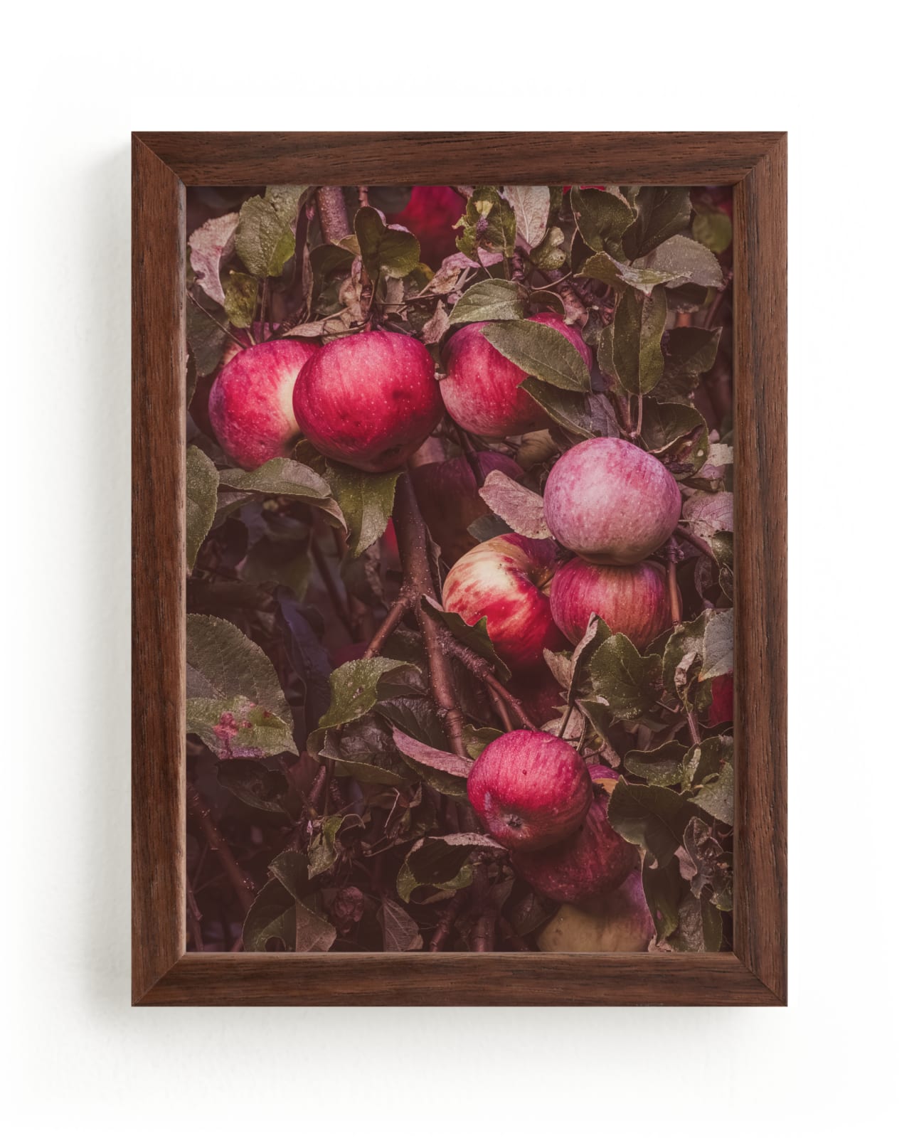 "Apple Season" - Limited Edition Art Print by Justine Bicknell in beautiful frame options and a variety of sizes.