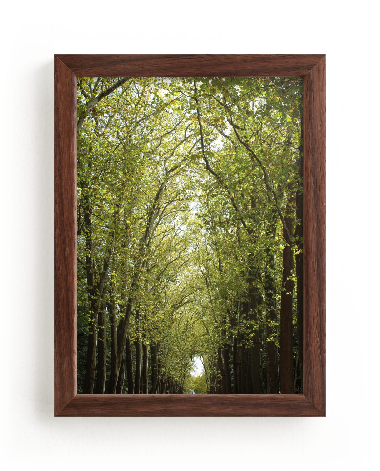 "Canopy of Trees" - Limited Edition Art Print by Eric Clegg in beautiful frame options and a variety of sizes.