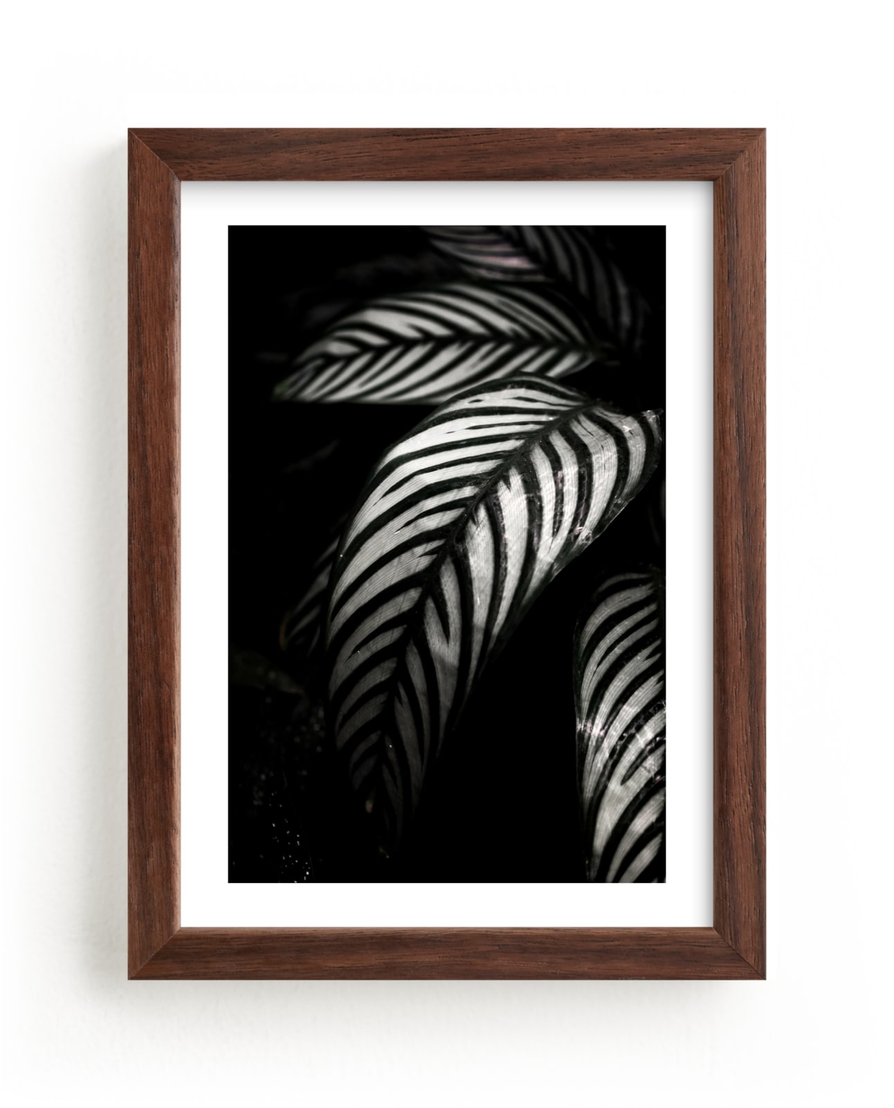 "Botanical Study #10" - Limited Edition Art Print by Kaitie Bryant in beautiful frame options and a variety of sizes.