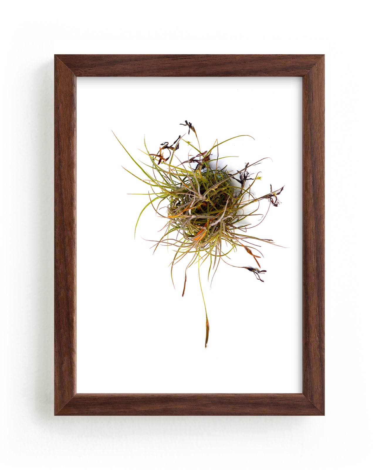 "Air Plant" by Jonathan Brooks in beautiful frame options and a variety of sizes.