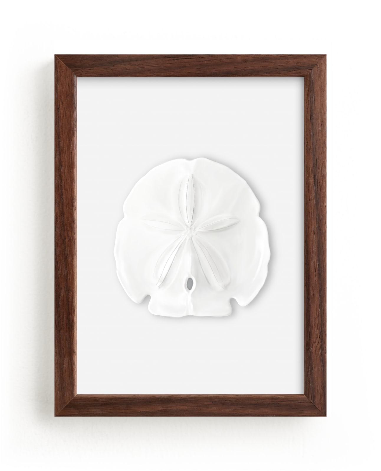 Modern Sand Dollar