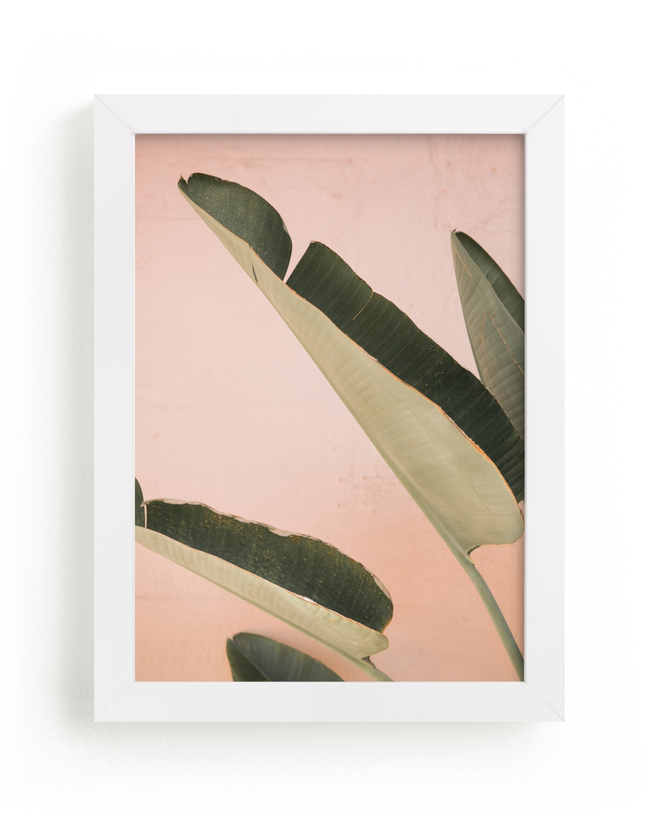"Pink Banana Leaves" - Limited Edition Art Print by ARIANE MOSHAYEDI in beautiful frame options and a variety of sizes.