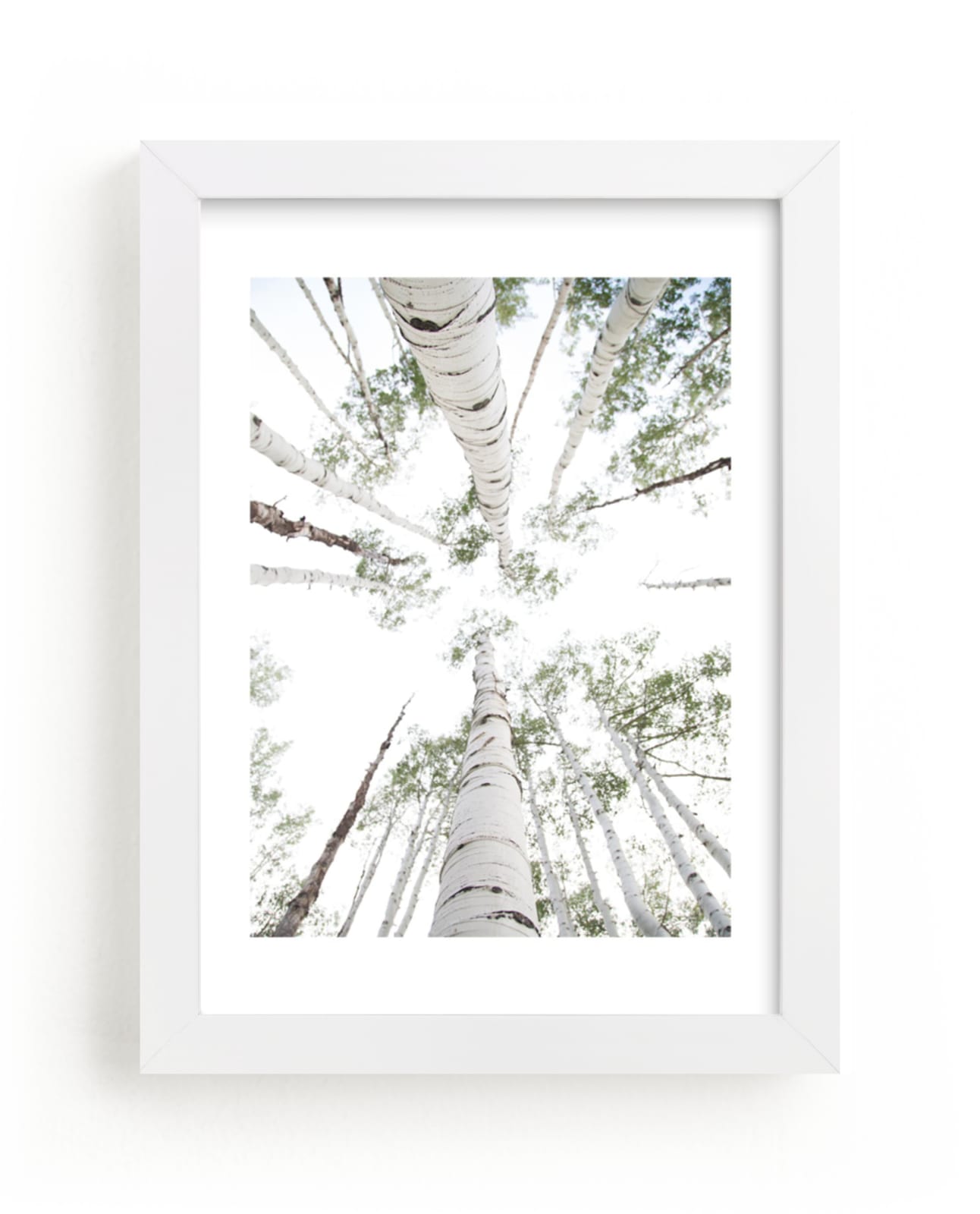 "Aspens at Altitude" - Limited Edition Art Print by Kaleb Nimz in beautiful frame options and a variety of sizes.