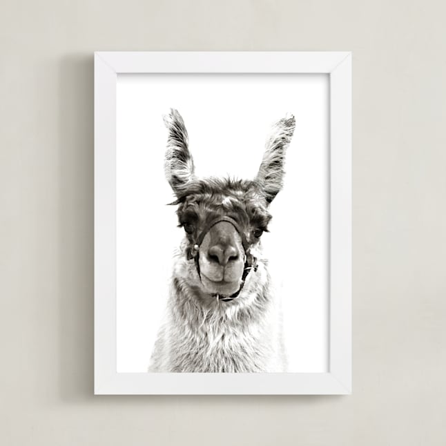 llama