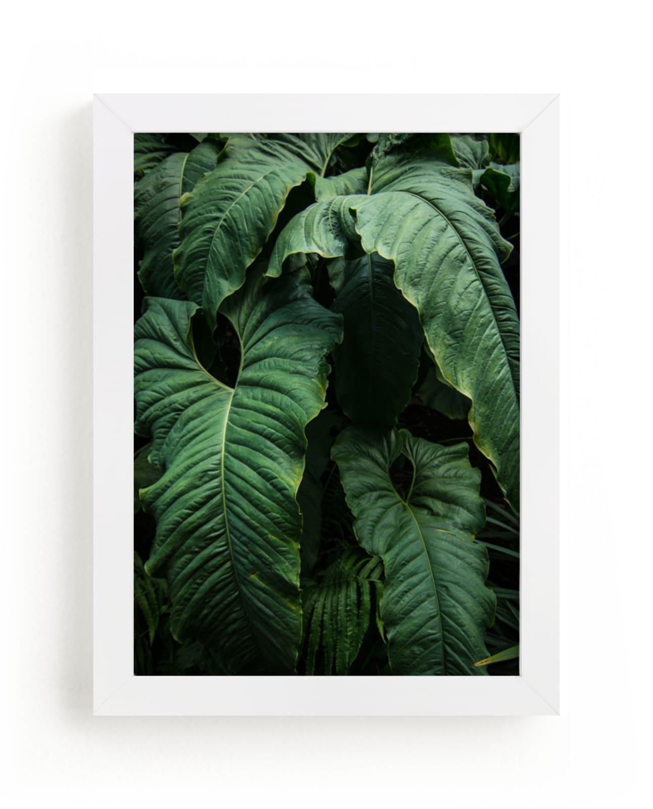 "The Jungle Room" - Art Print by Owl and Toad in beautiful frame options and a variety of sizes.