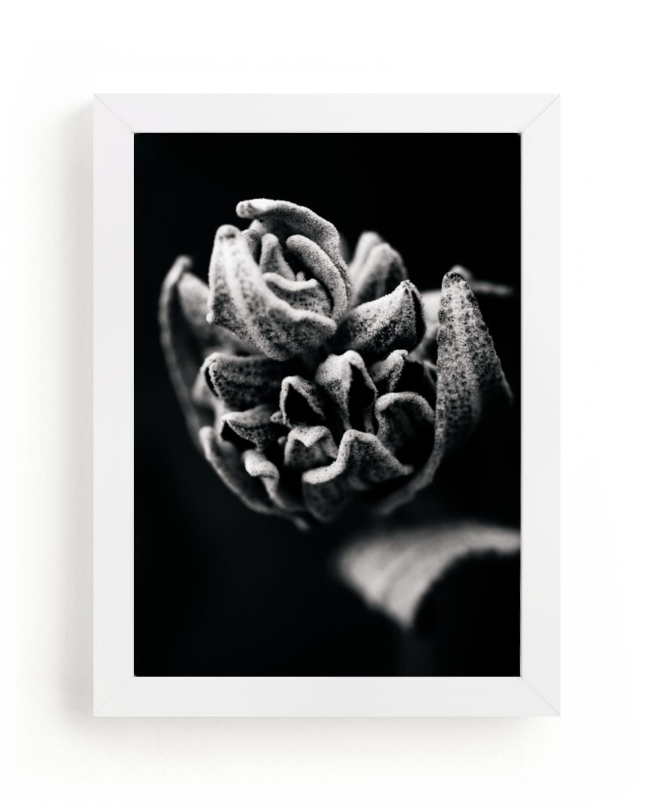 "Wild Sage in Black and White II" - Art Print by Kamala Nahas in beautiful frame options and a variety of sizes.
