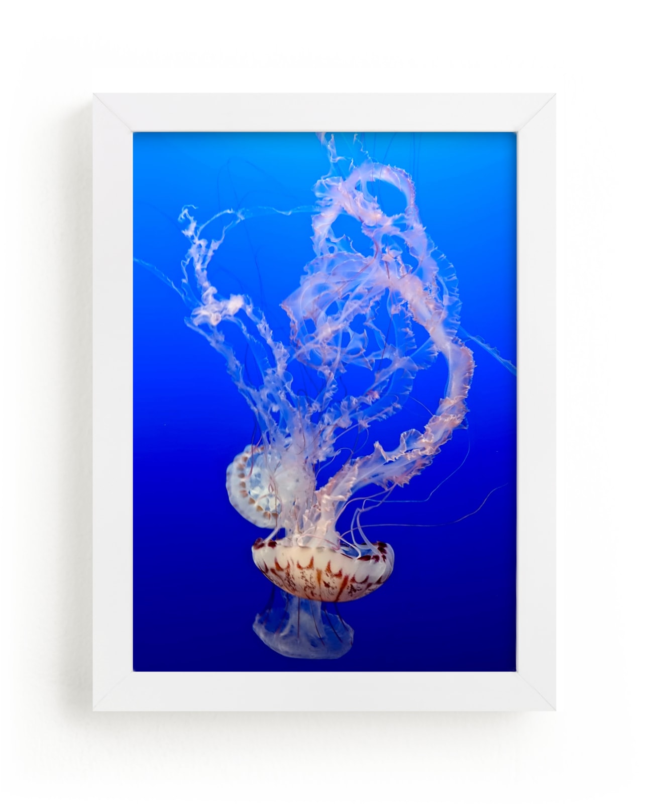 "Jelly 1" - Art Print by Jan Kessel in beautiful frame options and a variety of sizes.